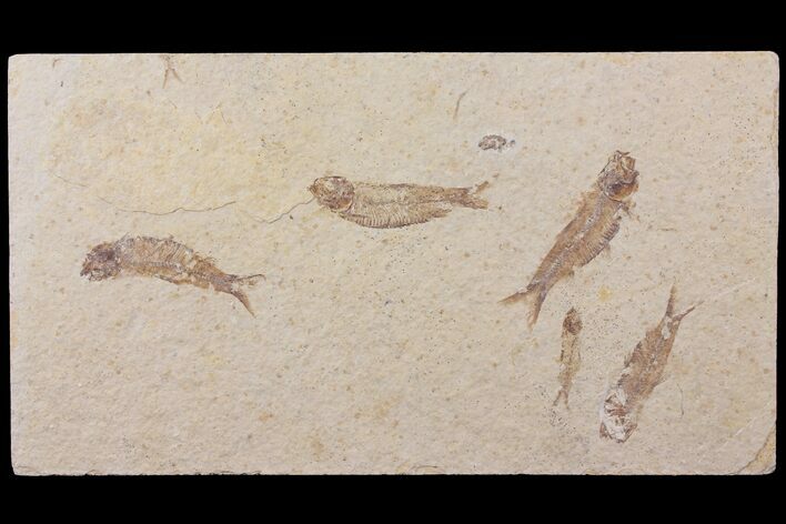 Five Fossil Fish (Knightia) Plate - Wyoming #111249